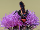 Mammoth Wasp - Oostelijke Dolkwesp - Scolia flavifrons