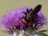 Mammoth Wasp - Oostelijke Dolkwesp - Scolia flavifrons