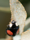 Harlequin Ladybird - Viervlekkig Aziatisch Lieveheersbeestje - Harmonia axyridis f. spectabilis