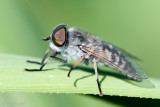 Horsefly species - Runderdaas species - Tabanus spec.