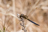 Keeled Skimmer - Beekoeverlibel - Orthetrum coerulescens