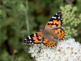 Painted Lady - Distelvlinder - Vanessa cardui