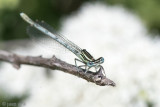 White-legged Damselfly - Blauwe Breedscheenjuffer - Platycnemis pennipes