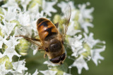Drone Fly - Blinde Bij - Eristalis tenax