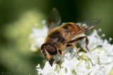 Drone Fly - Blinde Bij - Eristalis tenax