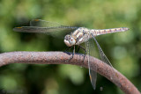 Southern Skimmer - Zuidelijke Oeverlibel - Orthetrum brunneum