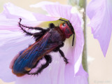 Mammoth Wasp - Oostelijke Dolkwesp - Scolia flavifrons