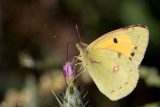 Cloude Yellow - Oranje Luzernevlinder - Colias croceus