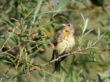 Black-headed Bunting - Zwartkopgors - Emberiza melanocephala