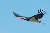 Black Stork - Zwarte Ooievaar - Ciconia nigra