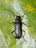 Longhorn beetle - Gewone bloesemboktor - Grammoptera ruficornis