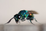 Cuckoo Wasp - Tandgoudwesp - Chrysis spec.