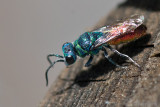 Cuckoo Wasp - Tandgoudwesp - Chrysis spec.