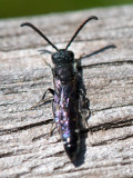 Sapygidae - Kleine knotswesp - Sapygina decemguttata
