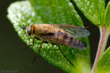 Common Stiletto - Gewone Viltvlieg - Thereva nobilitata