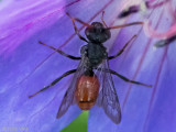 Nomadinae - Roodzwarte dubbeltand - Nomada fabriciana