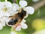 Syrphidae - Kegelbijvlieg -  Eristalis pertinax