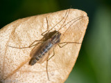 Chironomid - Dansmug onbekend - Chironomidae indet.