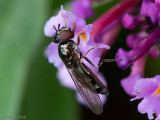 Syrphidae - Micaplatvoetje - Platycheirus albimanus