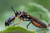 Common Red-legged Robber Fly - Knobbelbladjager - Dioctria rufipes