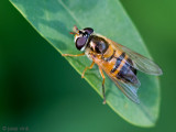 Syrphidae - Enkele-bandzweefvlieg - Epistrophe eligans