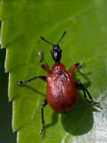 Hazel-leaf Roller Weevil - Hazelaarbladrolkever - Apoderus coryli