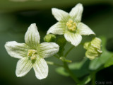 Red bryony - Heggenrank - Bryonia dioica