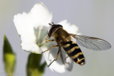 Syrphidae - Bosbandzweefvlieg - Syrphus torvus
