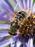 Syrphidae - Kleine Bijvlieg - Eristalis arbustorum