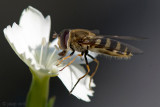 Syrphidae - Bosbandzweefvlieg - Syrphus torvus