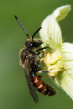 Common Furrow-bee - Gewone Geurgroefbij - Lasioglossum calceatum
