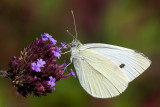 Small White - Klein Koolwitje - Pieris rapae