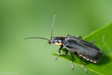 Cantharidae - Soldaatje - Cantharis obscura/paradoxa