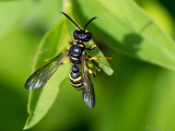 Crabronidae - Knoopwesp spec - Cerceris spec