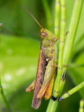 Common Field Grasshopper - Bruine Sprinkhaan - Chorthippus brunneus