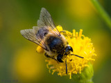 Colletidae - Zijdebij spec - Colletes spec