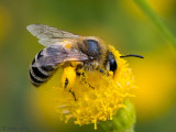 Colletidae - Zijdebij spec - Colletes spec
