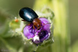 Chrysomelidae - Stokroosaardvlo - Podagrica fuscicornis