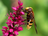 Hornet Mimic hoverfly - Stadsreus (Hoornaarzweefvlieg) - Volucella zonaria