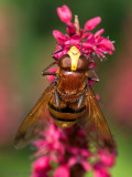 Hornet Mimic hoverfly - Stadsreus (Hoornaarzweefvlieg) - Volucella zonaria