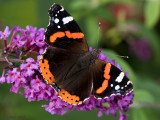Red Admiral - Atalanta - Vanessa atalanta