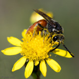 Halictidae - Grote Bloedbij - Sphecodes albilabris