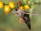 Silver Y - Gamma-uil - Autographa gamma