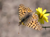 Queen of Spain Fritillary - Kleine Parelmoervlinder -  Issoria lathonia