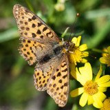 Queen of Spain Fritillary - Kleine Parelmoervlinder -  Issoria lathonia