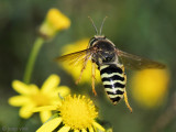 Bembix Sand Wasp - Harkwesp - Bembix rostrata