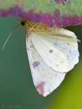 Brimstone Moth - Hagedoornvlinder - Opisthograptis luteolata