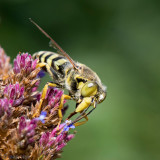 Bembix Sand Wasp - Harkwesp - Bembix rostrata