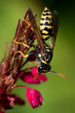 European Paper Wasp - Franse Veldwesp - Polistes dominula