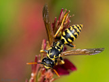 European Paper Wasp - Franse Veldwesp - Polistes dominula
